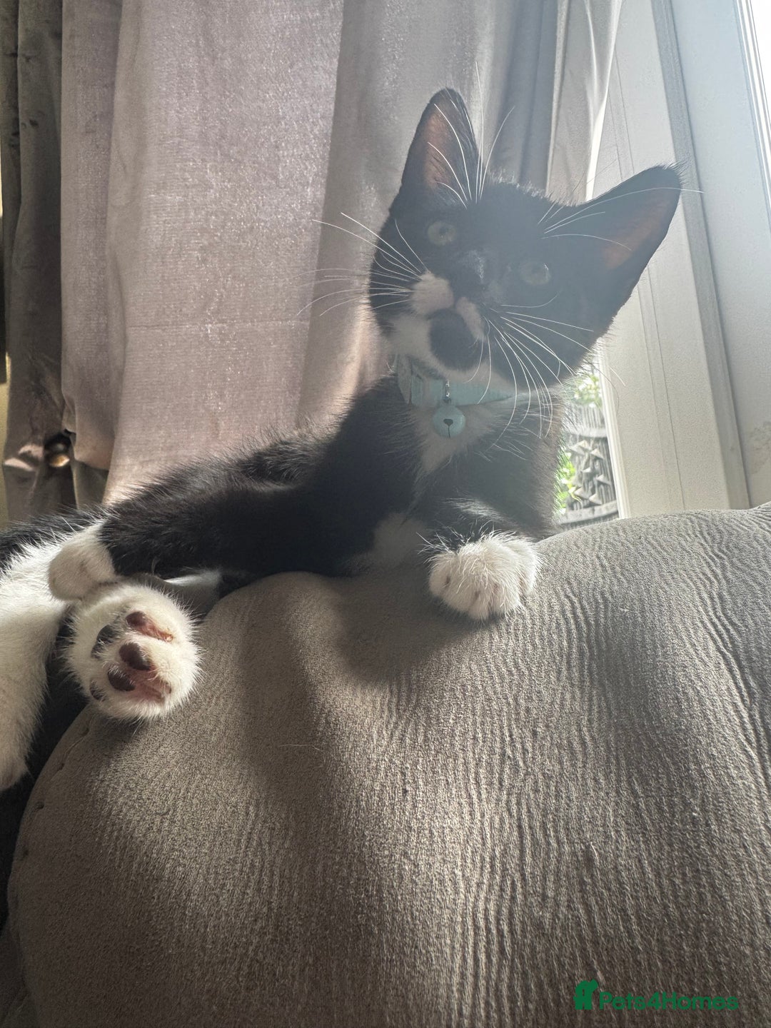 European cats for sale: Cat needs rehoming - Image 2