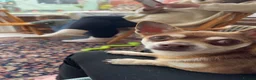 Chihuahua dogs for sale: 3 year old chihuahua  - Advert 7