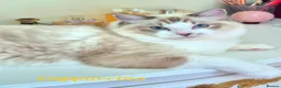 Ragdoll cats for sale: Tica registered exceptional  Ragdolls  - Advert 1