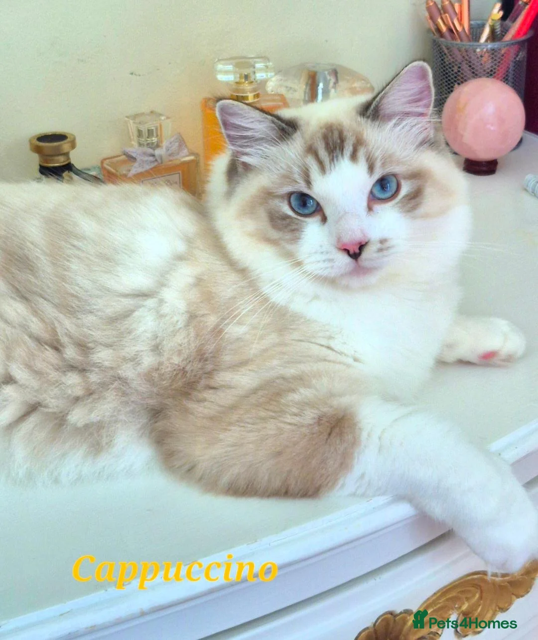 Ragdoll cats for sale: Tica registered exceptional  Ragdolls  - Advert 1