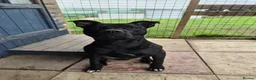 Staffordshire Bull Terrier dogs for adoption: Murphy - Advert 8