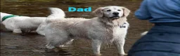 Golden Retriever dogs for sale: Our Beautifil KC registered Golden Retriever   in Leeds - Advert 17