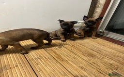Belgian Shepherd Dog dogs for sale: 9 Belgian malinois puppies 🧬‼️ - Image 5