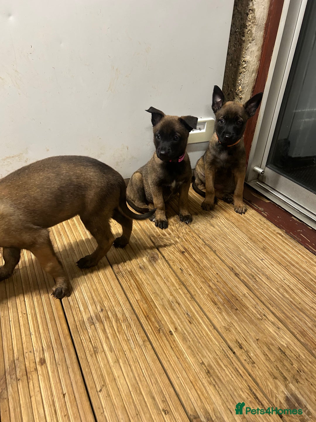 Belgian Shepherd Dog dogs for sale: 9 Belgian malinois puppies 🧬‼️ - Image 5