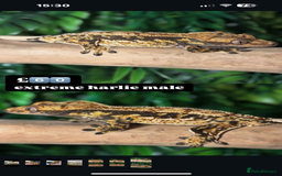 Gecko reptiles for sale: CRESTED GECKOS - Image 8
