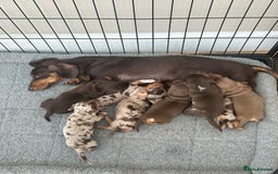 Miniature Dachshund dogs for sale: Smooth haired Miniature Dachshund - Image 2