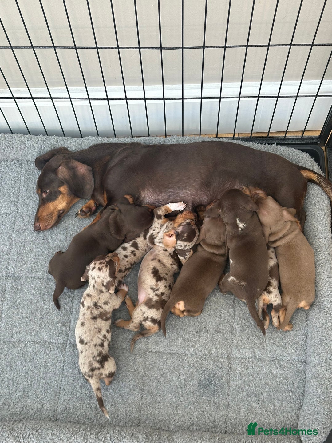 Miniature Dachshund dogs for sale: Smooth haired Miniature Dachshund - Image 2