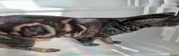 Savannah cats for sale: TICA Reg F4 Silver & Black Marbled Savannah  - Advert 5