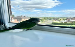 Parrots birds for sale: Rocky -Quaker  - Image 10