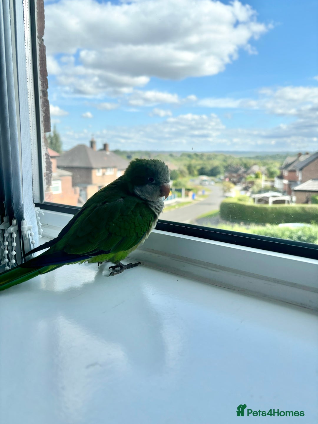 Parrots birds for sale: Rocky -Quaker  - Image 10
