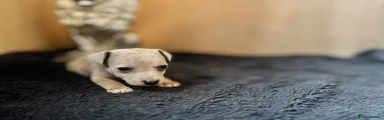 Jack Russell 2