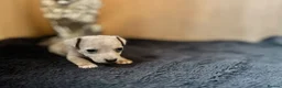 Jack Russell dogs for sale: Beautiful Jack Russell pups  - Advert 6