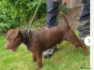 Patterdale Terrier dogs - Advert 2