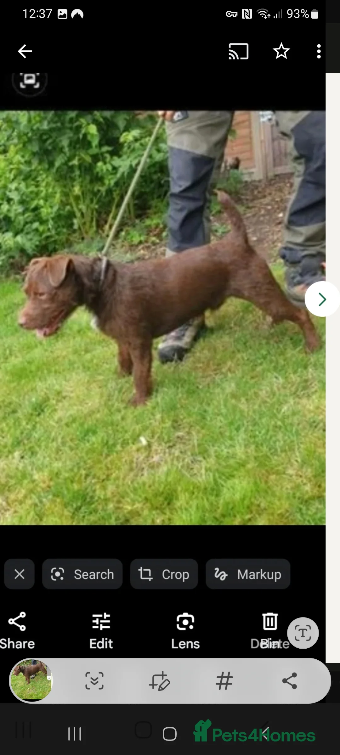 Patterdale Terrier dogs for stud: Vinnie up for stud - Advert 2