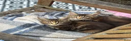 Maine Coon cats for sale: Maine coon kittens  - Advert 5