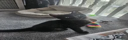 Mixed Breed cats for adoption: Rescue kittens for adoption  - Advert 2
