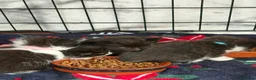 British Shorthair cats for sale: Beautiful tuxedo kittens  - Advert 11