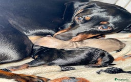 Miniature Dachshund dogs for sale: 2 miniature dachshunds - Image 12