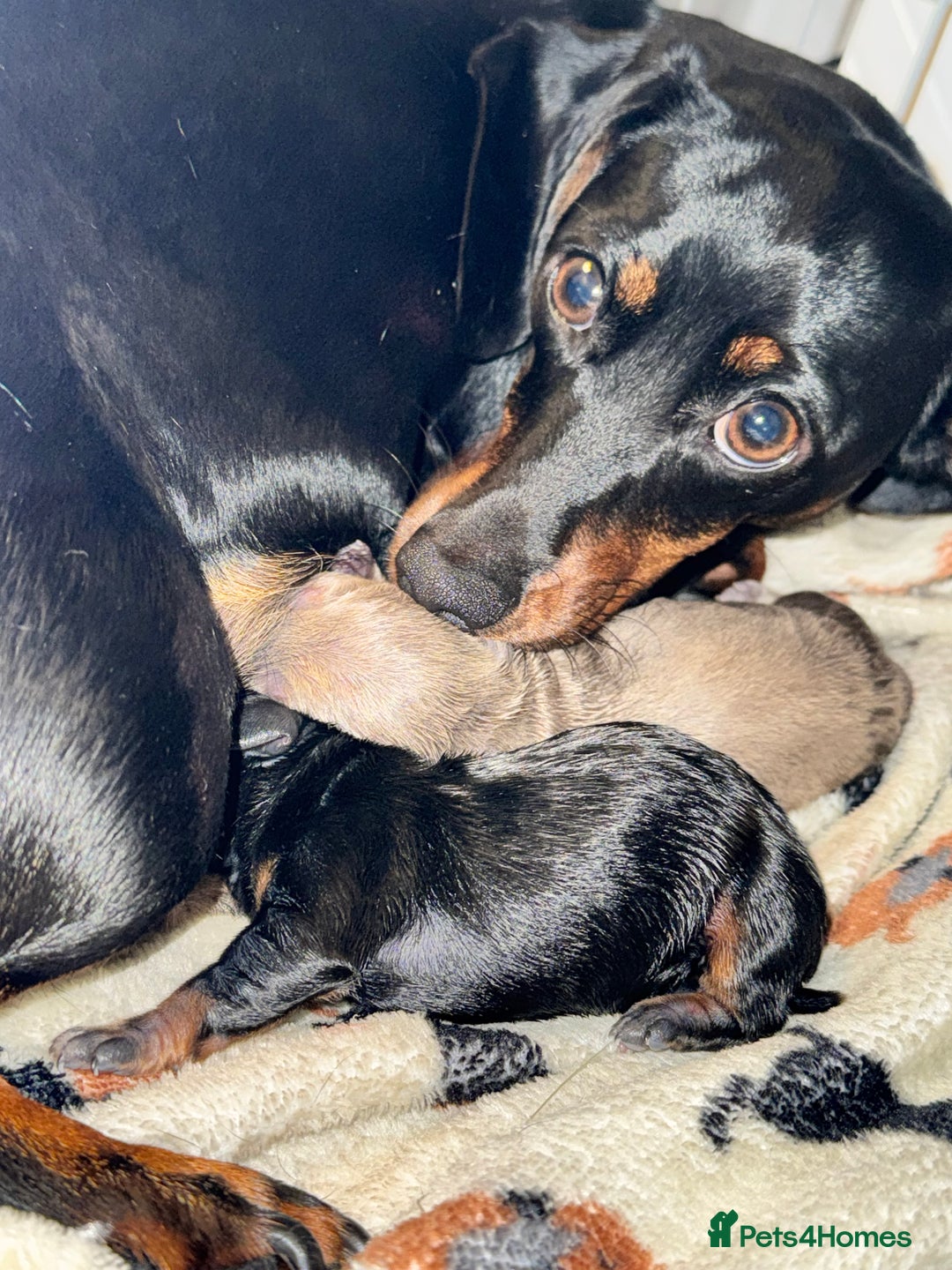 Miniature Dachshund dogs for sale: 2 miniature dachshunds - Image 12