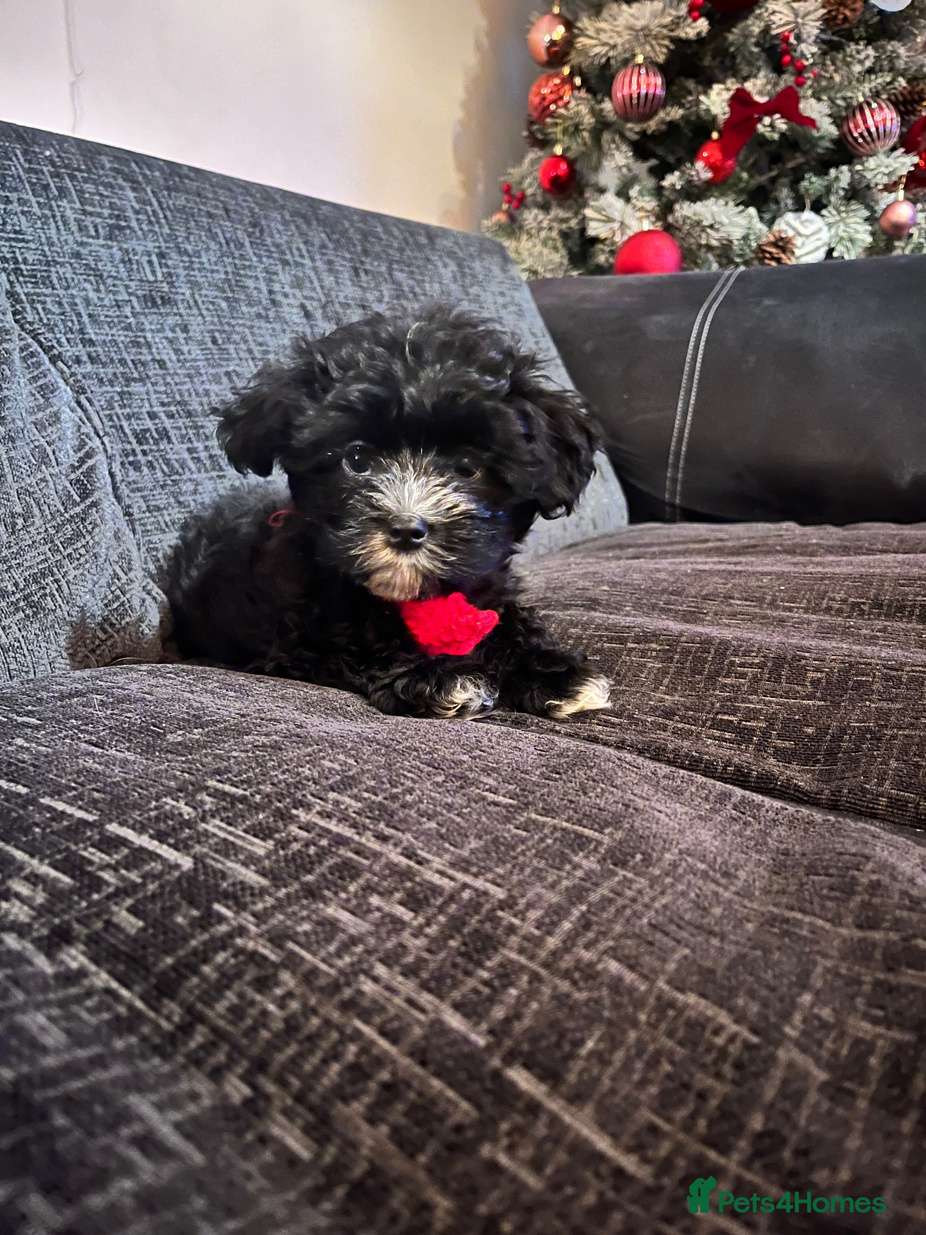 Mixed Breed dogs Maltese cross Chinese crested puppies for sale - Advert 3