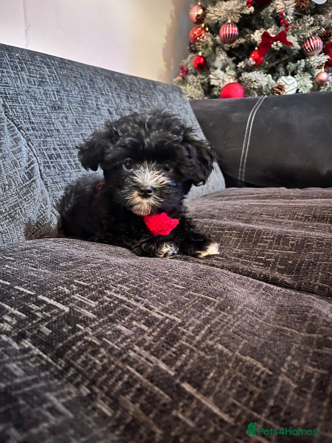 Mixed Breed dogs for sale: Maltese cross Chinese crested puppies for sale - Advert 1