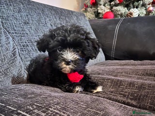 Mixed Breed dogs Maltese cross Chinese crested puppies for sale - Advert 6