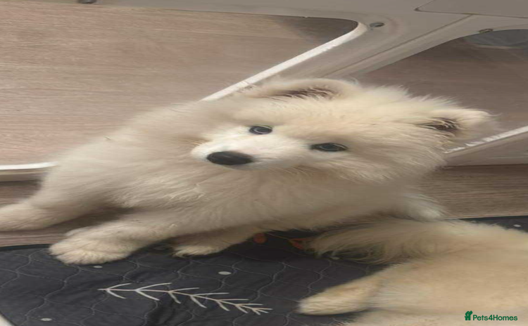 Samoyed dogs - Advert 1