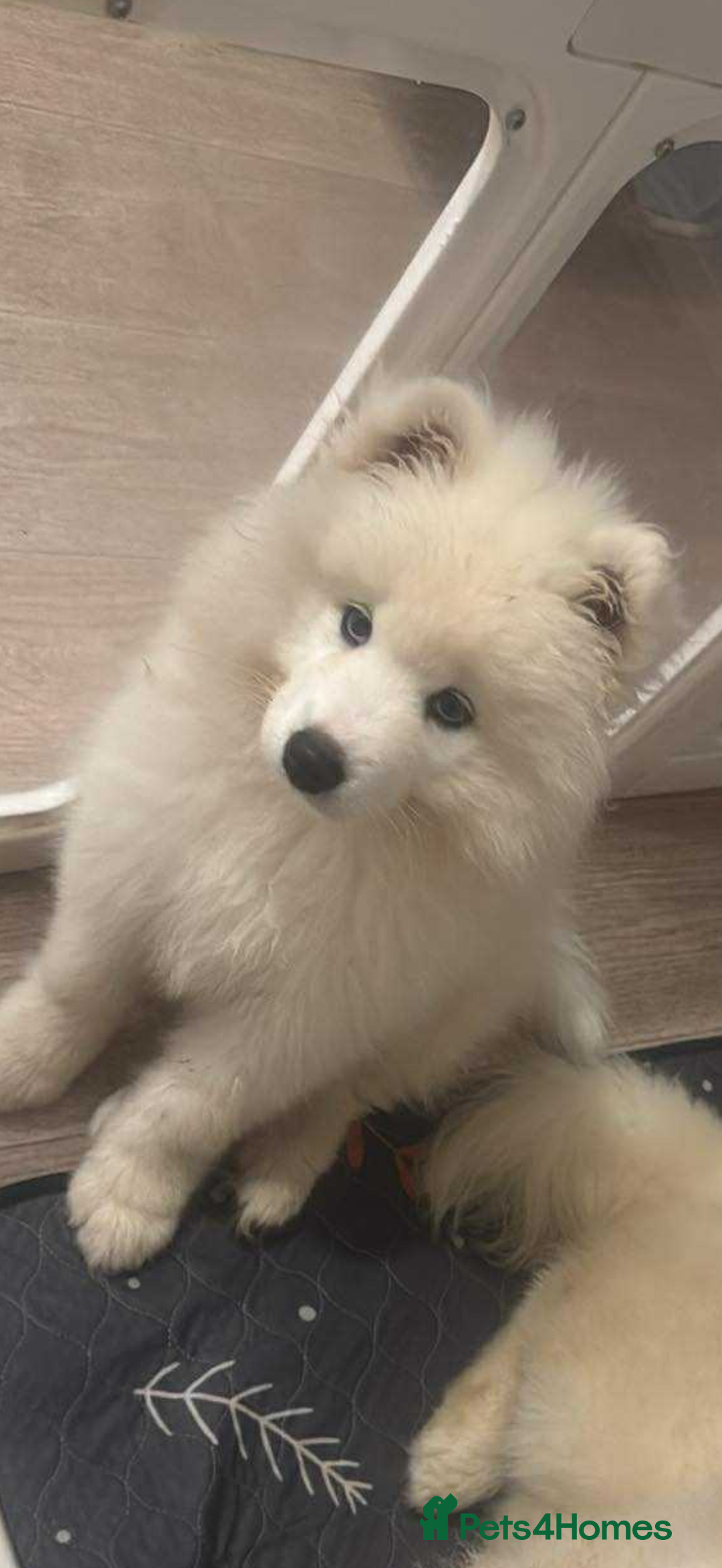Golden Retriever Best Samoyed Mixes Samoyed Puppies For Sale