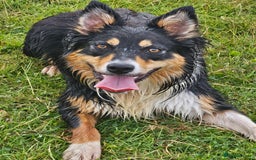 Border Collie dogs for sale: Red white border collie puppies - Advert 15