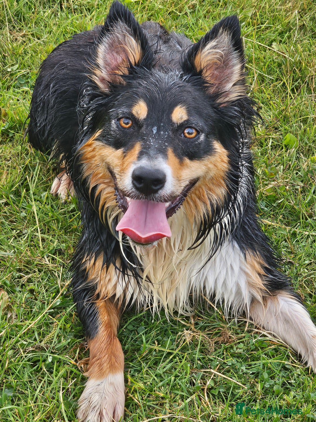 Border Collie dogs for sale: Red white border collie puppies - Advert 15