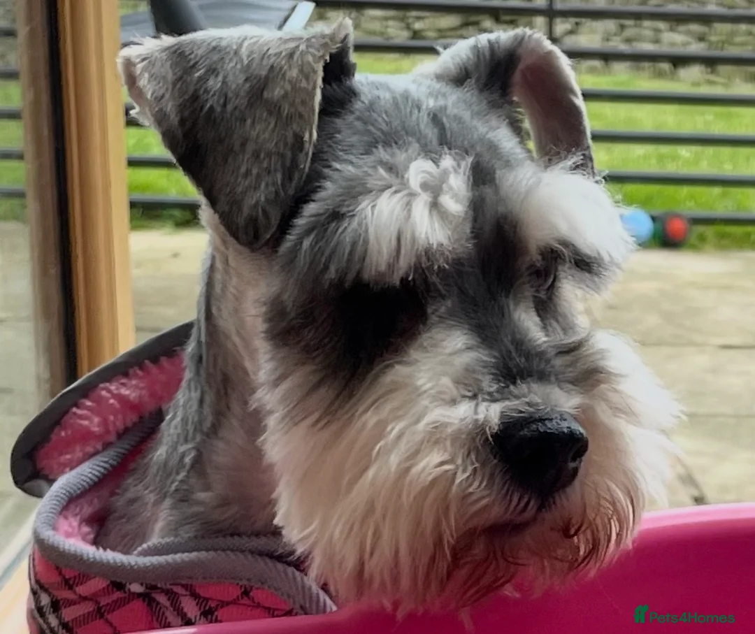 Miniature Schnauzer dogs for sale: KC registered female miniature schnauzer adult  - Advert 2