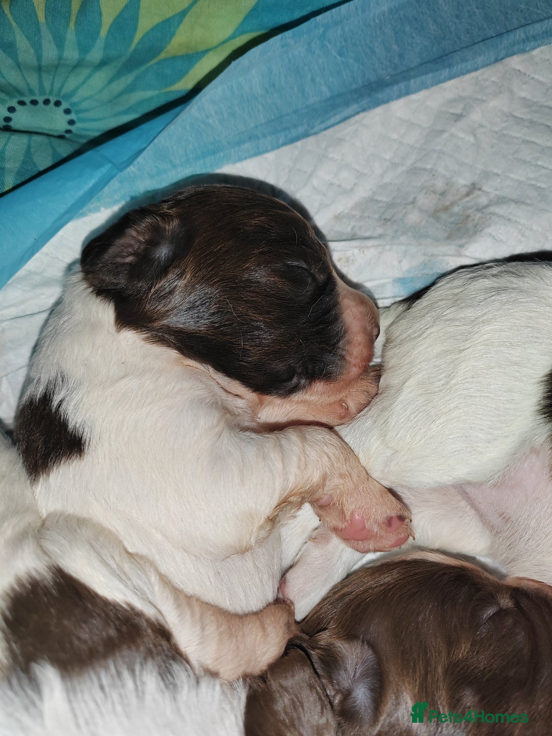 English Springer Spaniel dogs for sale: 🌟 Beautiful Springer Spaniel Litter - Image 38