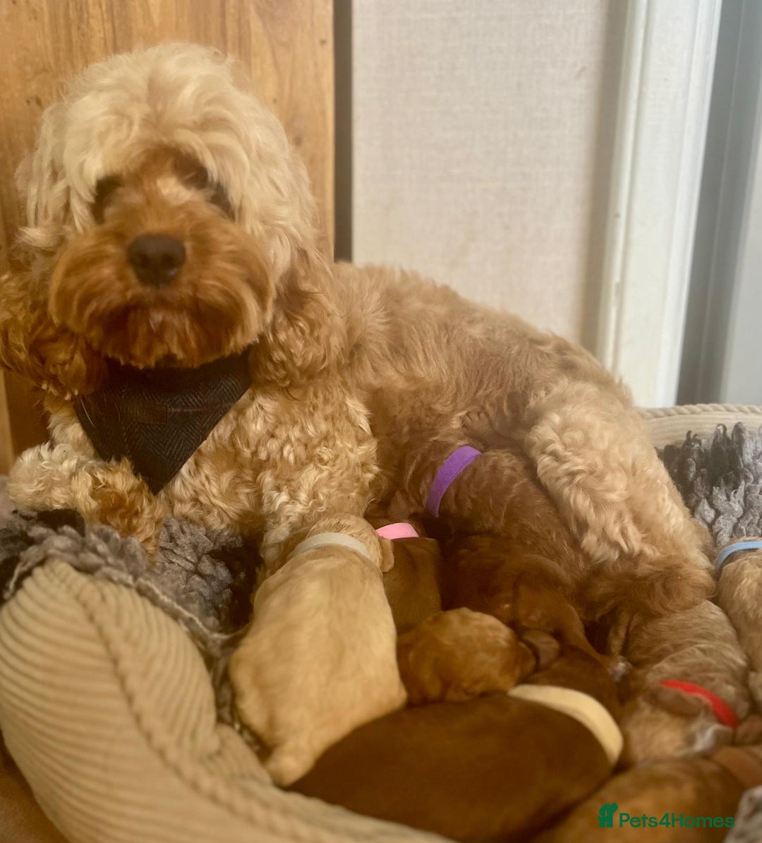 Cavapoo dogs for sale: F1b Toy cavapoo puppies extensively health tested - Image 12