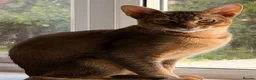 Mixed Breed cats for sale: Abyssinian x kittens looking for their new homes - Advert 3