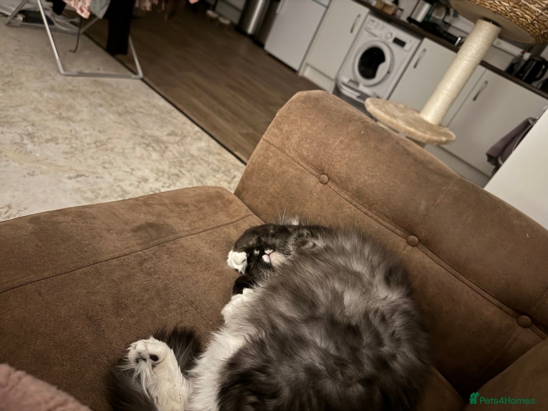 Mixed Breed cats for sale: Mila female 3 year old - Advert 2