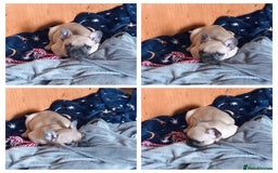 French Bulldog dogs for sale: Beautiful female french bulldog pup  - Image 3