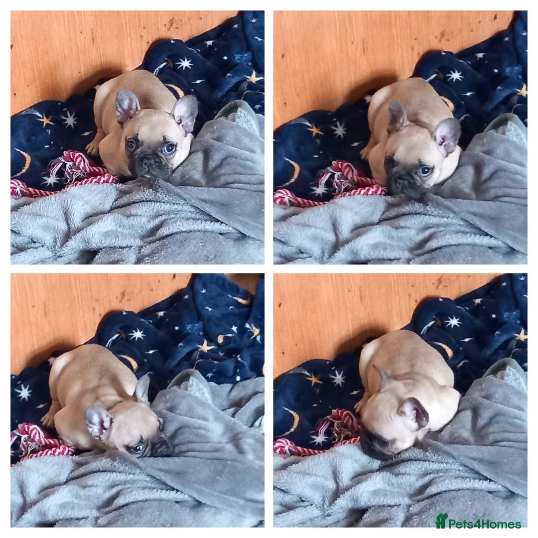 French Bulldog dogs for sale: Beautiful female french bulldog pup  - Image 3