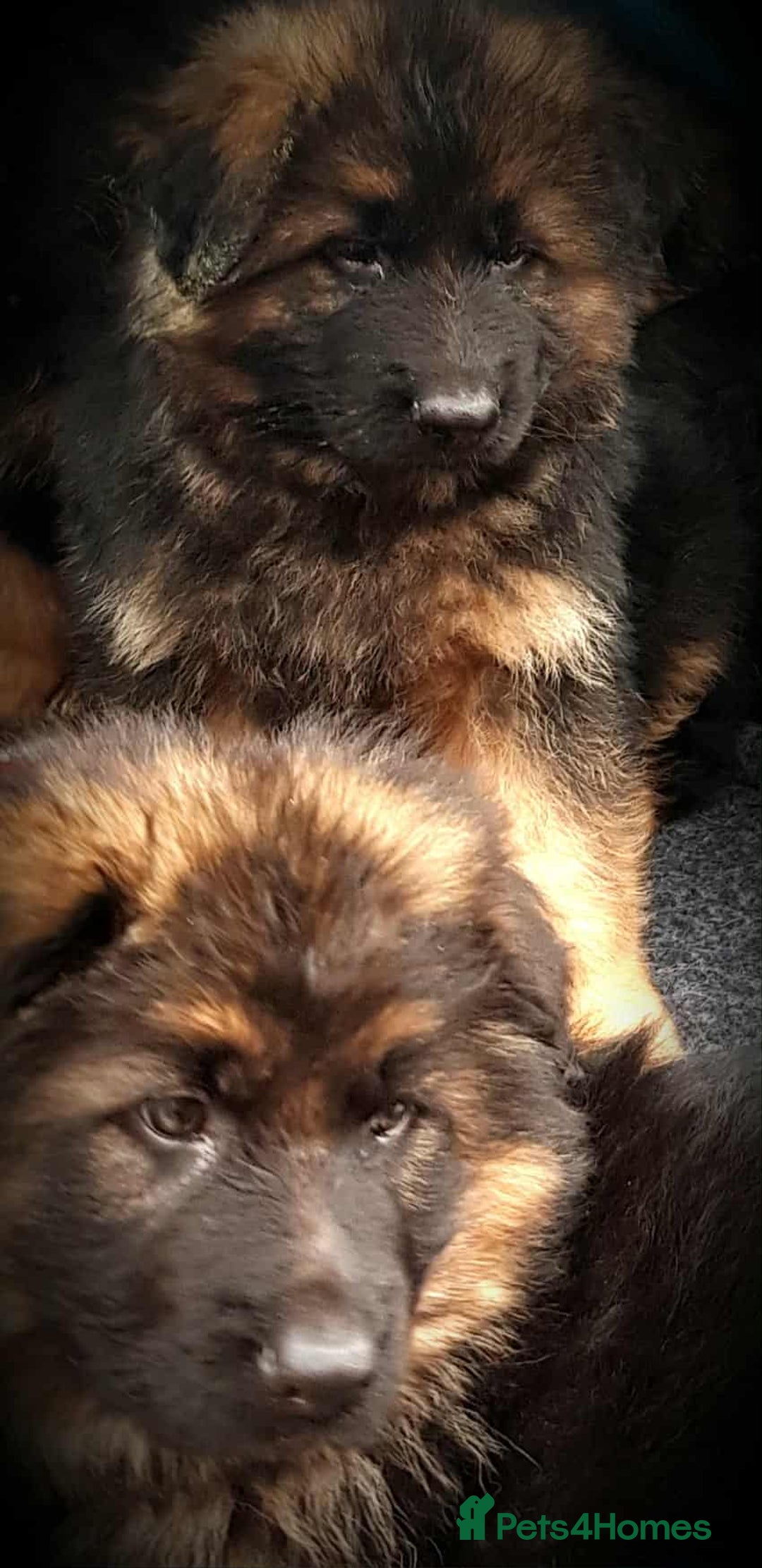 German Shepherd dogs for sale: KC. German shepherd puppies - Advert 6