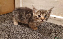Mixed Breed cats for sale: 4 CUTE KITTENS FOR SALE! - Image 3