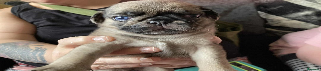 Pug Puppy 2