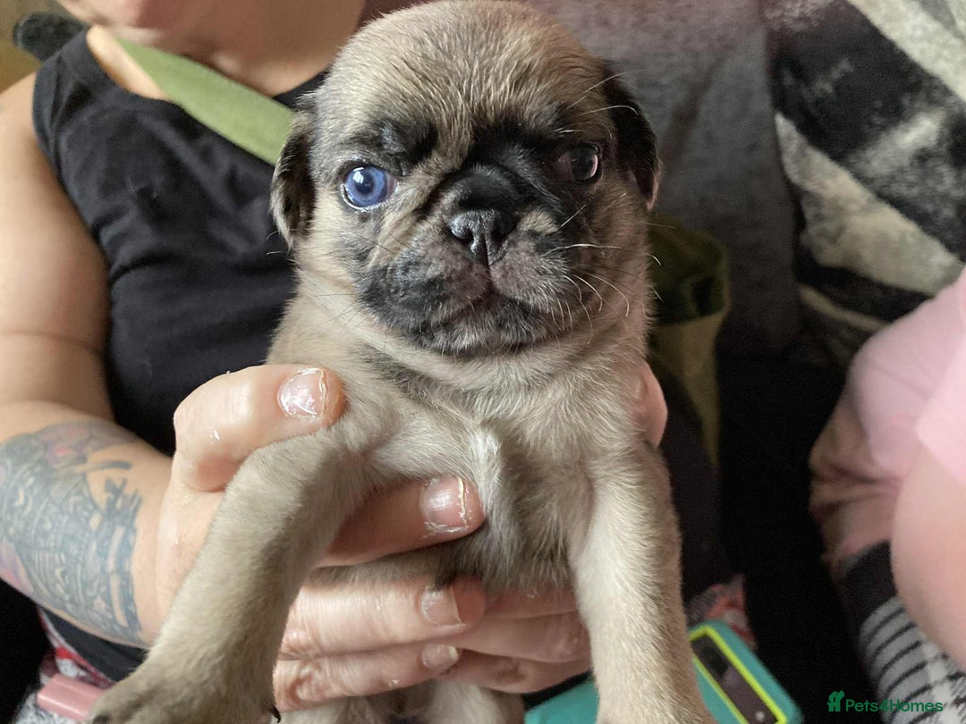 Pug dogs for sale: Pug puppies  - Image 10
