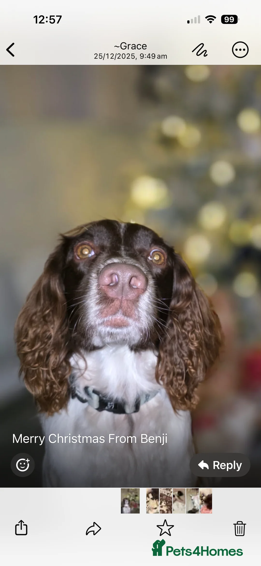 English Springer Spaniel dogs for sale: English springer spaniel puppies - Advert 18