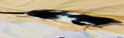 Mixed Breed cats for sale: 2 adorable tuxedo kittens left  - Advert 9