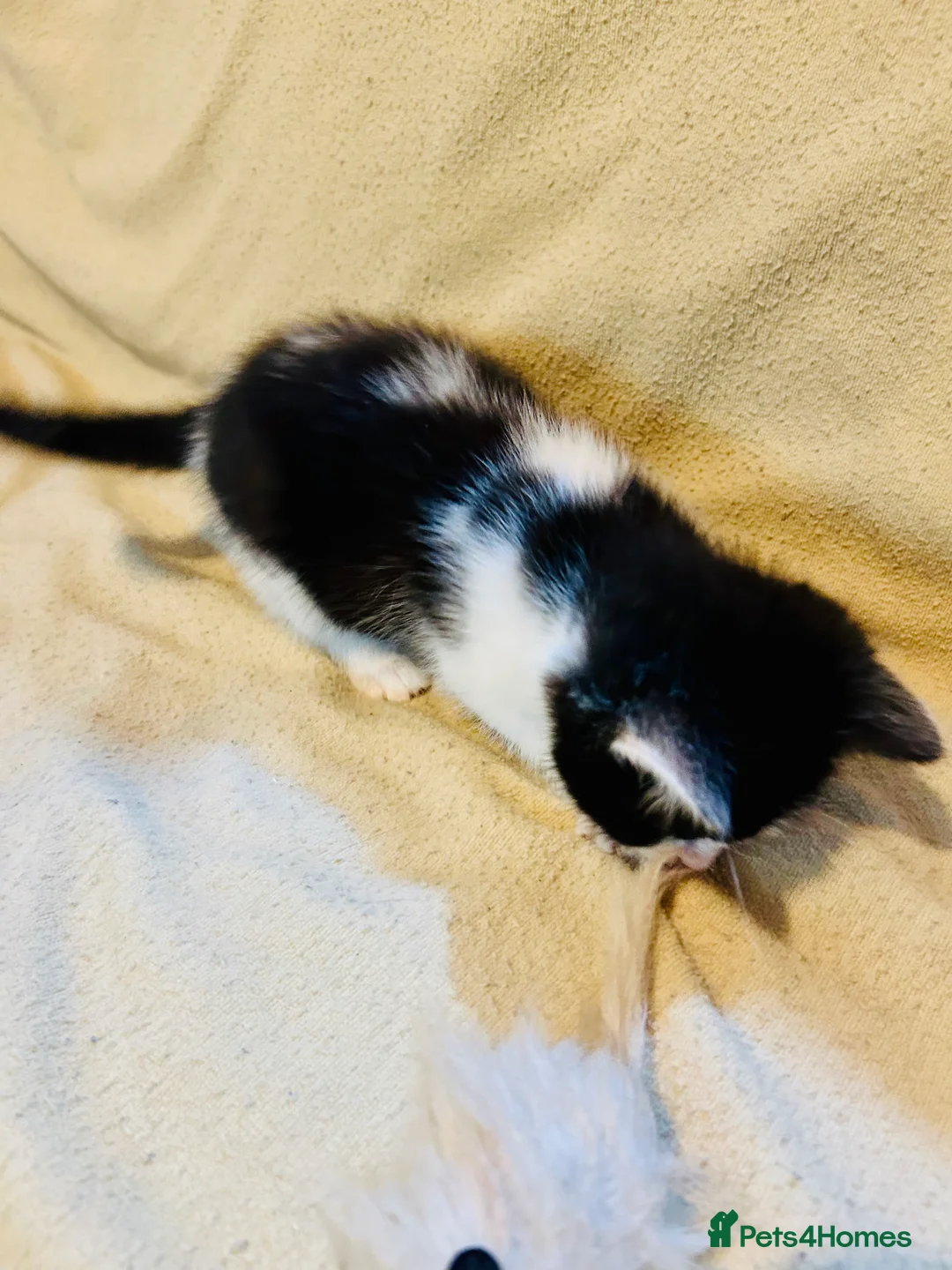 Mixed Breed cats for sale: 2 adorable tuxedo kittens left  - Advert 9