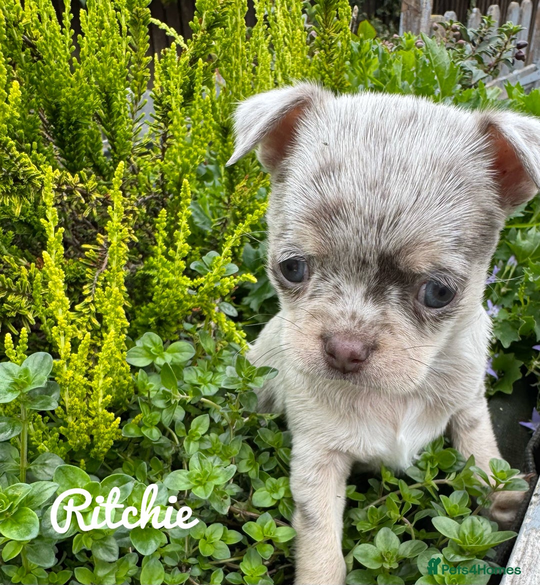 Chihuahua dogs for sale: Long coat KC reg girl READY NOW - Image 17