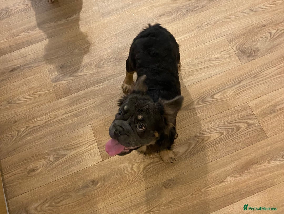 French Bulldog dogs for sale: Fluffy BOY- Chocco 😍 - Advert 5