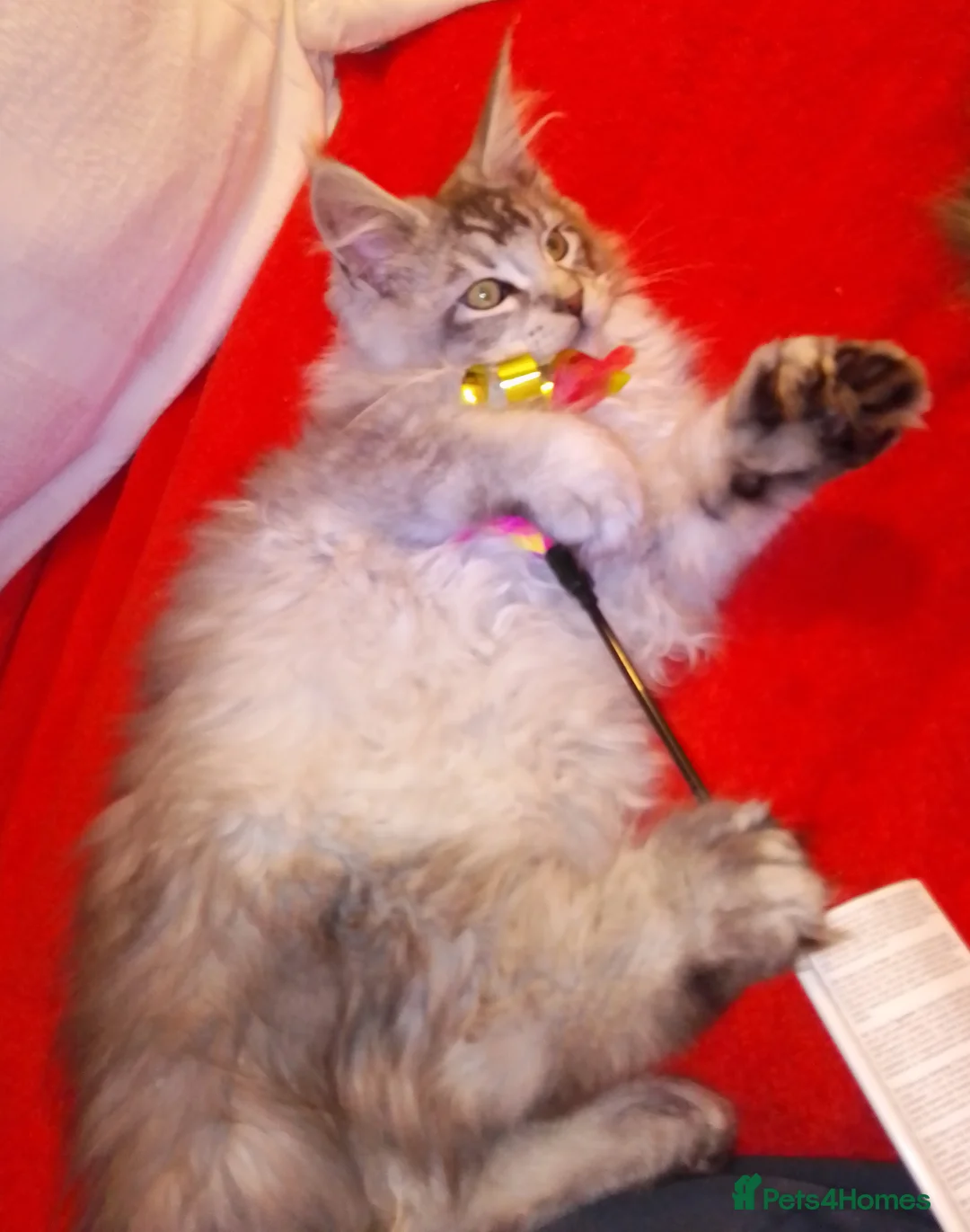 Maine Coon cats for sale: POLYDACTYL large TICA boy - collect S.WALES/SURREY - Advert 12