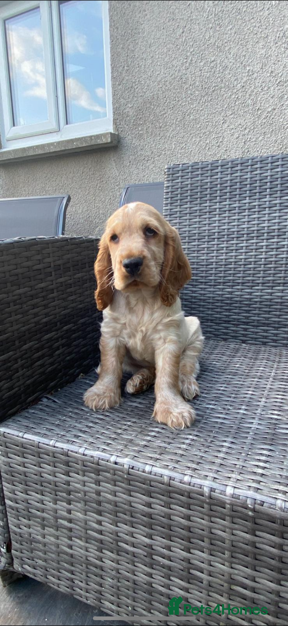 Cocker Spaniel dogs KC registered Cocker Spaniel Pups DNA tested - Advert 2