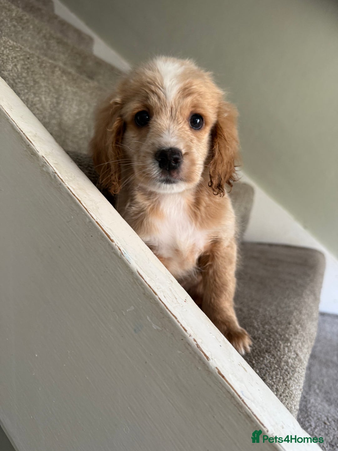 Cockapoo dogs for sale: F2 cockapoo puppies 🐶 ❤️ - Image 5