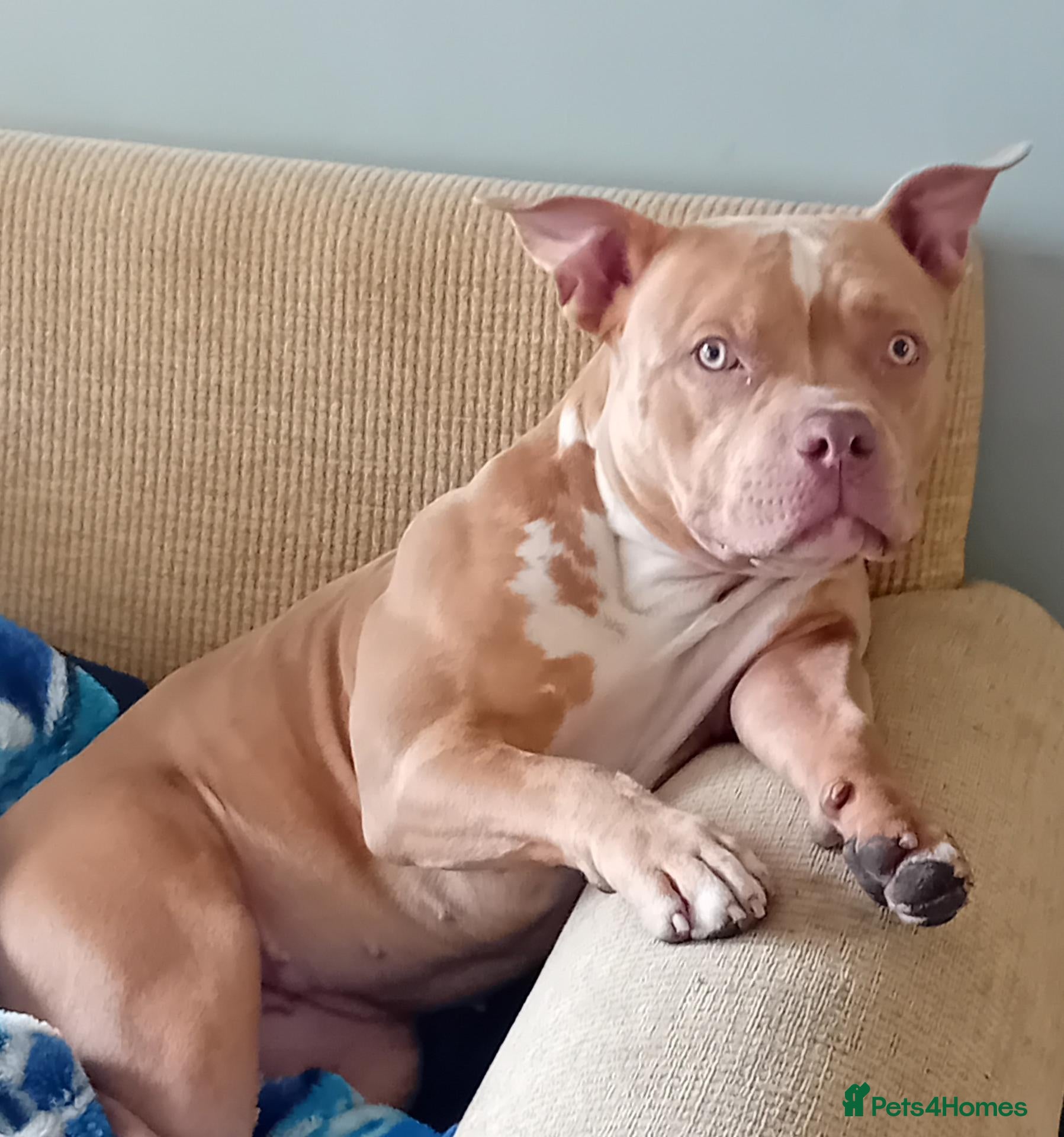 American Bully dogs Pocket bully pups - Advert 15